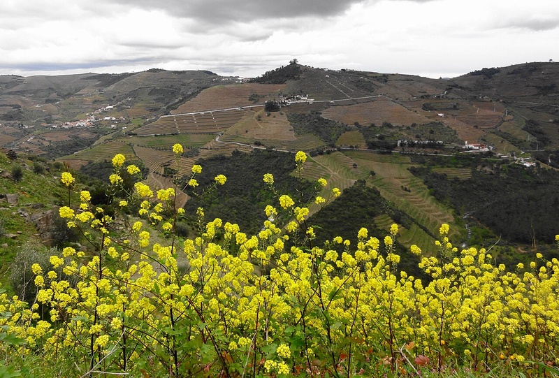 Douro Vineyards Hike